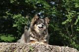 CHIEN FINNOIS DE LAPONIE 110